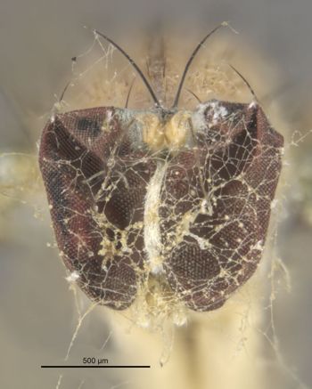 Media type: image;   Entomology 12925 Aspect: head frontal view